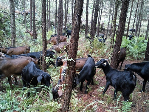 山羊养殖基地